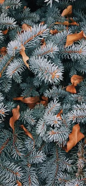 Merry Christmas Wallpaper