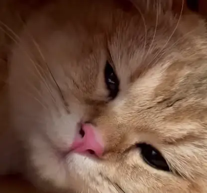 Sticker Cat Sleep