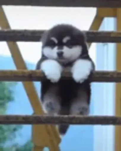 Sticker Puppy
