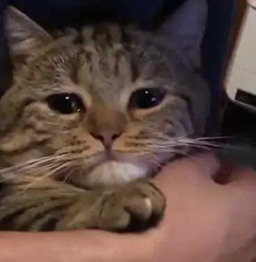 Sticker Cat Video