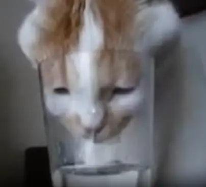 Sticker Cat Boot