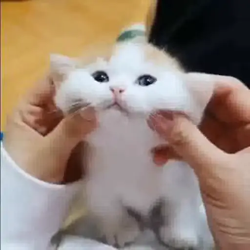 Sticker Cat Cute Bay