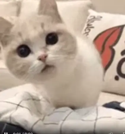 Sticker Gif Cat