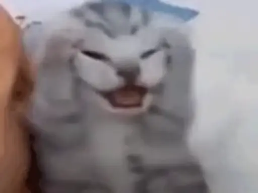 Sticker Funny Cat