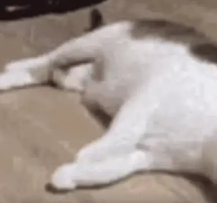 Sticker Video Cats