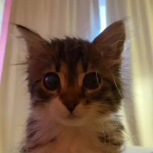 Sticker Kitten