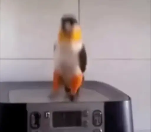 Sticker Birds Animated