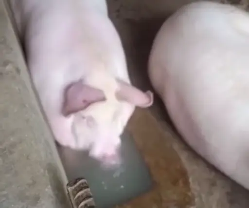 Sticker Pig In The Jacuzzi