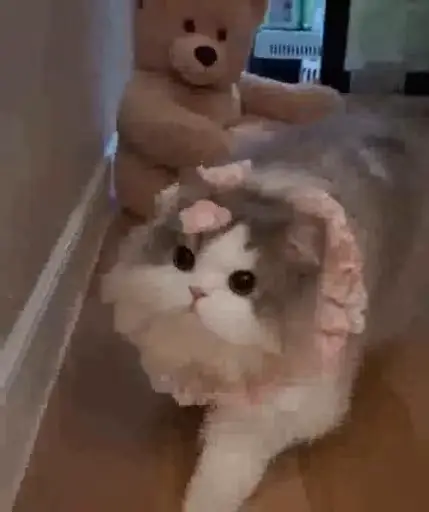 Sticker Cat Cute