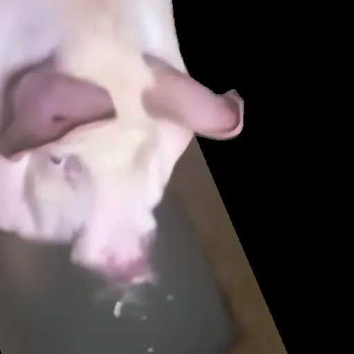 Sticker Pigga blop