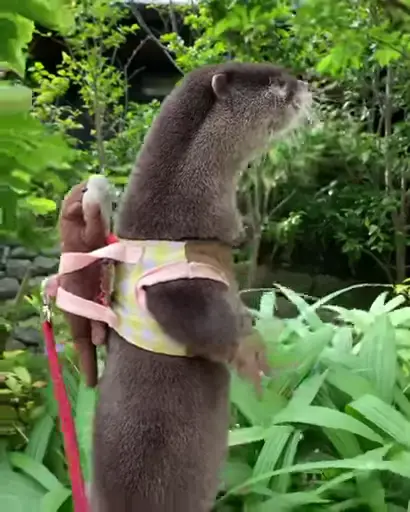 Sticker Video Otters