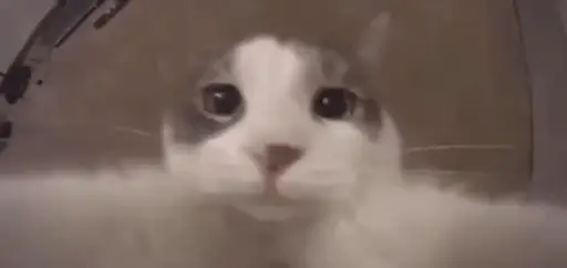 Sticker Nya Nekos Uwu