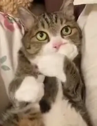 Sticker Cat Video