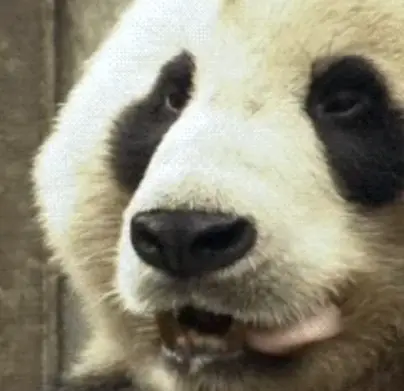 Sticker Panda
