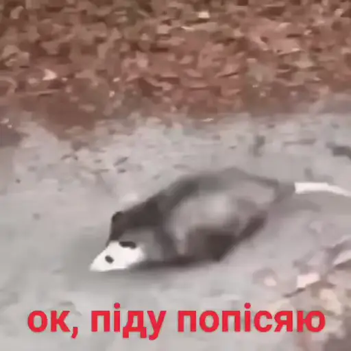 Sticker Broken Cats