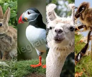 Animals