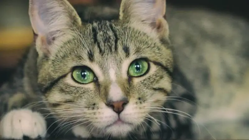 Cats 