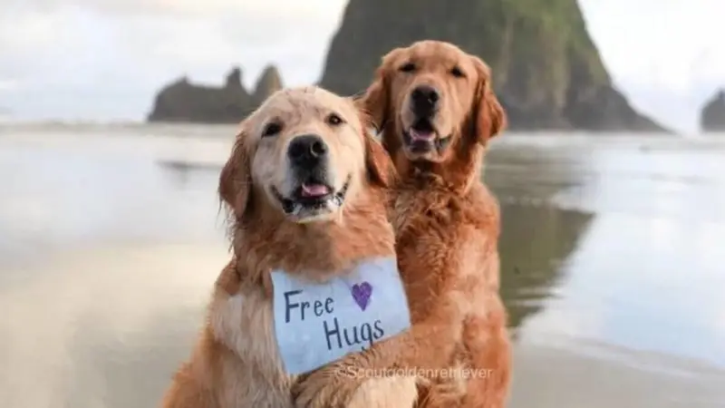 Dogs 
