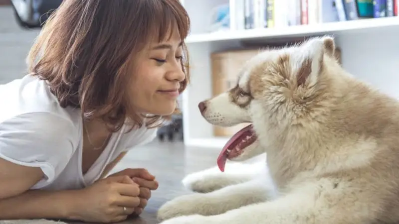 Pets 