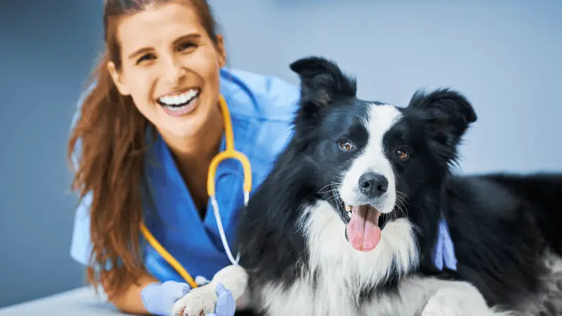 Veterinary 