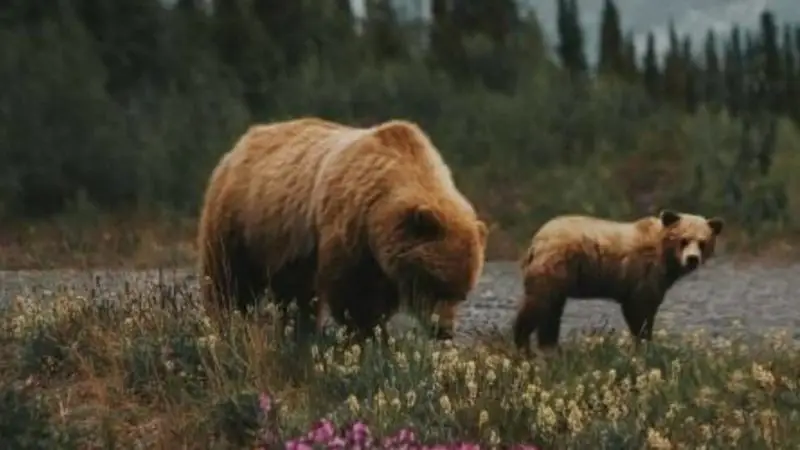 Wildlife 