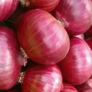 Agribusiness News&amp Marketing Group