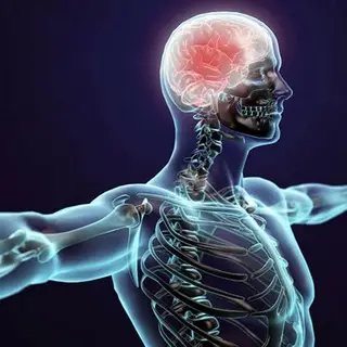 Anatomy Distance Learning (adl)