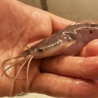 Aquaculture (fish Forum)