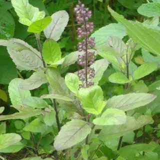 Bsc/ba Ii Medicinal Plants 2022-23 (vocational)