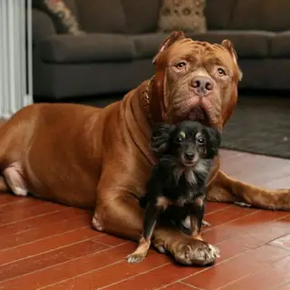 Delhi Dogs 🐶 🏡 House