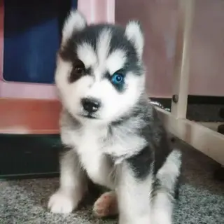 Dogs For Sale In Bangalore