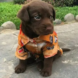 Dogs Lovers•sales•dog Buy•dogs Group
