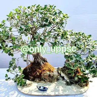 पर्यावरण (environment)