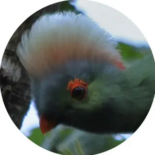 Ethiopian Bird &amp  Wildlife Photography