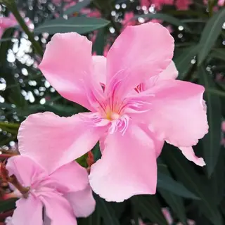 Flower 🌸