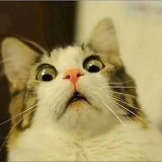 Funny Cats  Dogs Video