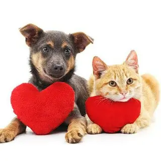 Hosur Pets And Products