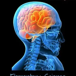 Human Anatomy And Physiology