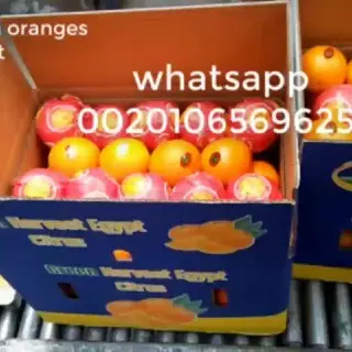 Importer And Exporter Fruits