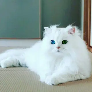 Persian Cats Sale &amp  Purchase