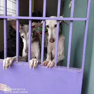 Tamil Nadu Dogs Sales🐕🦮🐾