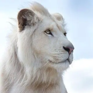Wild Life 🐅